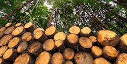 A Look Backwards at Canada’s Forest Product Industry