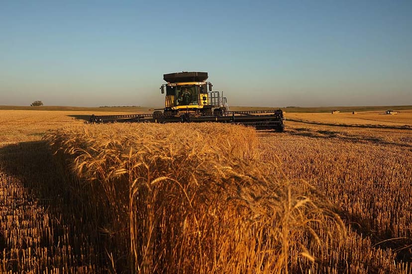 Wheat farmer